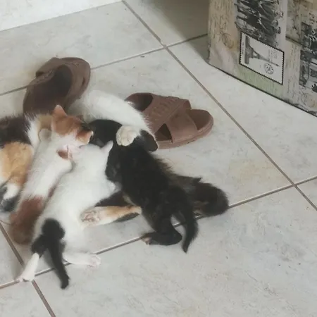 Valtaki Διαμέρισμα